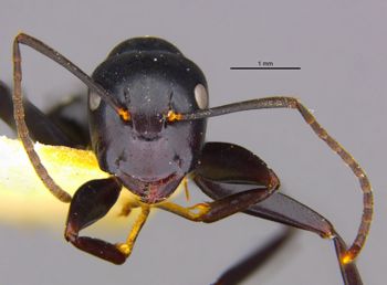 Media type: image;   Entomology 8723 Aspect: head frontal view